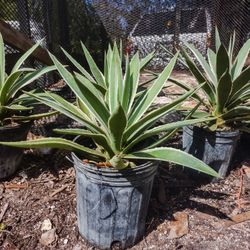 Agave Angustifolia Marginata