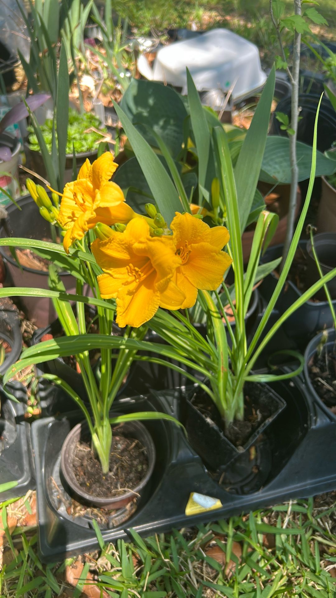 Plants