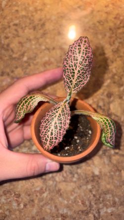 ❣️PLANT SALE❣️