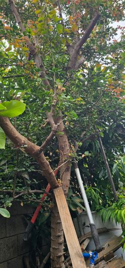 Guamuchil 10 feet tree