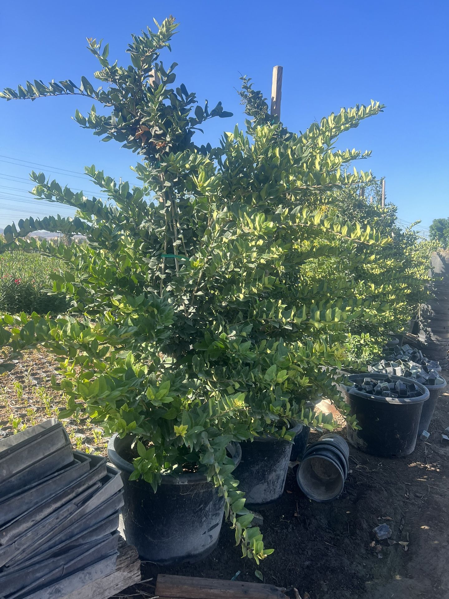 Wax Leaf Privits Privacy 25 Gallon