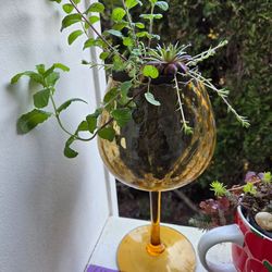 Plant Decoration Succulent in Cute Glass Vase