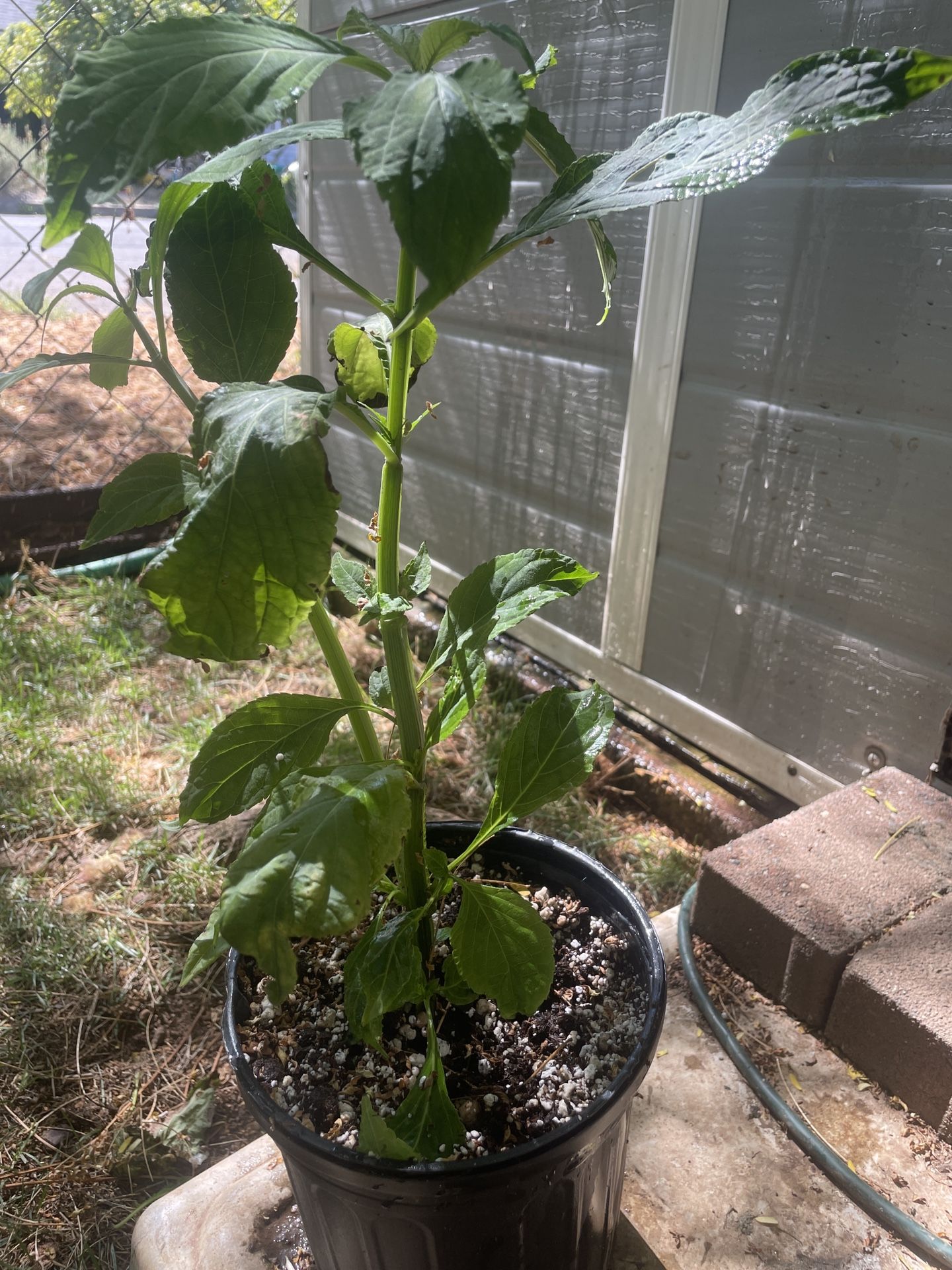 Salvia Divinorum Plant