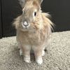 Tessie