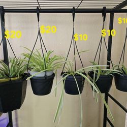 Spider Plants In Hanging Pot
