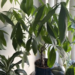  Plants 