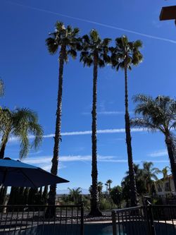 Palm Tree