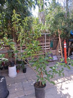 6FT MEYER LEMON read description