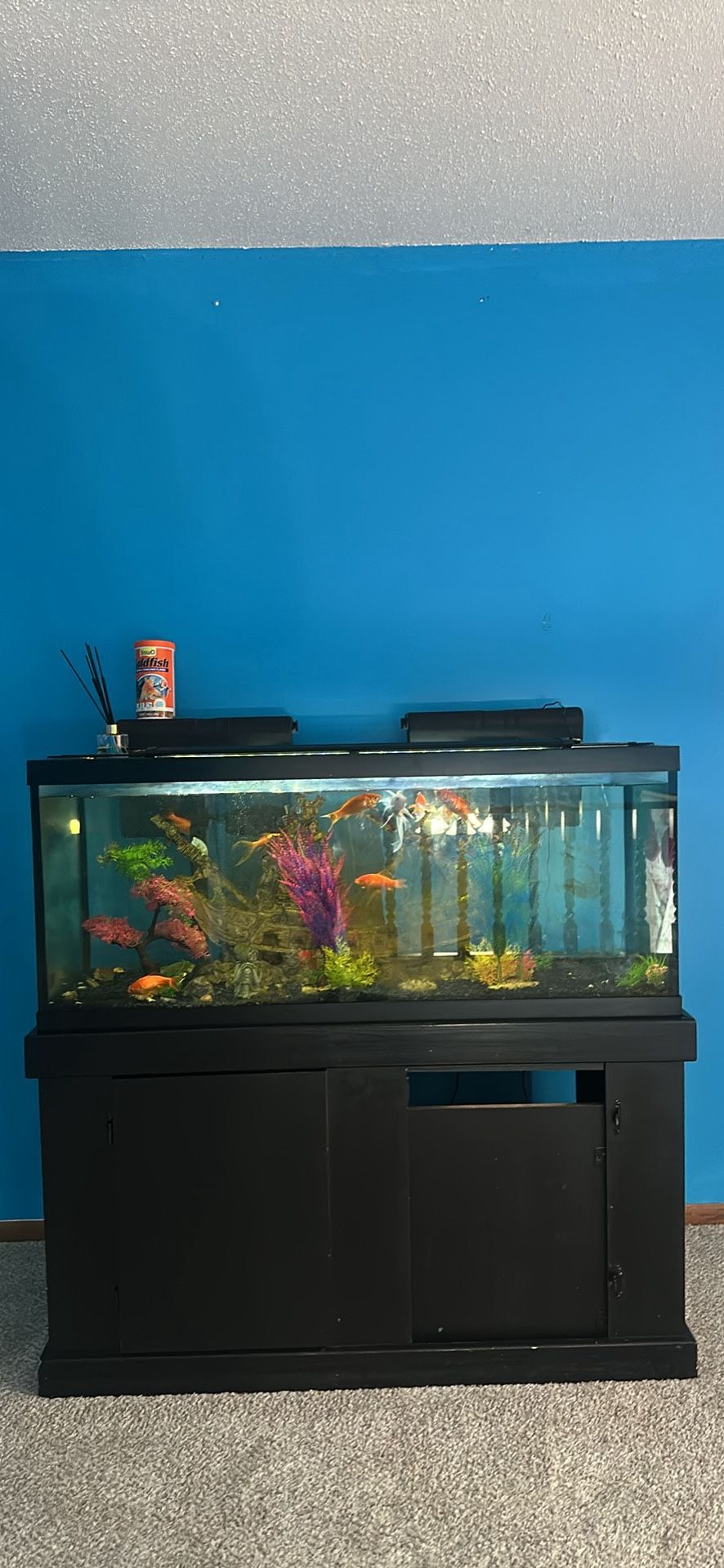 Fish Tank 