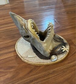 Taxidermy shark head
