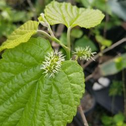 MULBERRY WITH FRUITS $7,$9,$12,$15,$25,$30