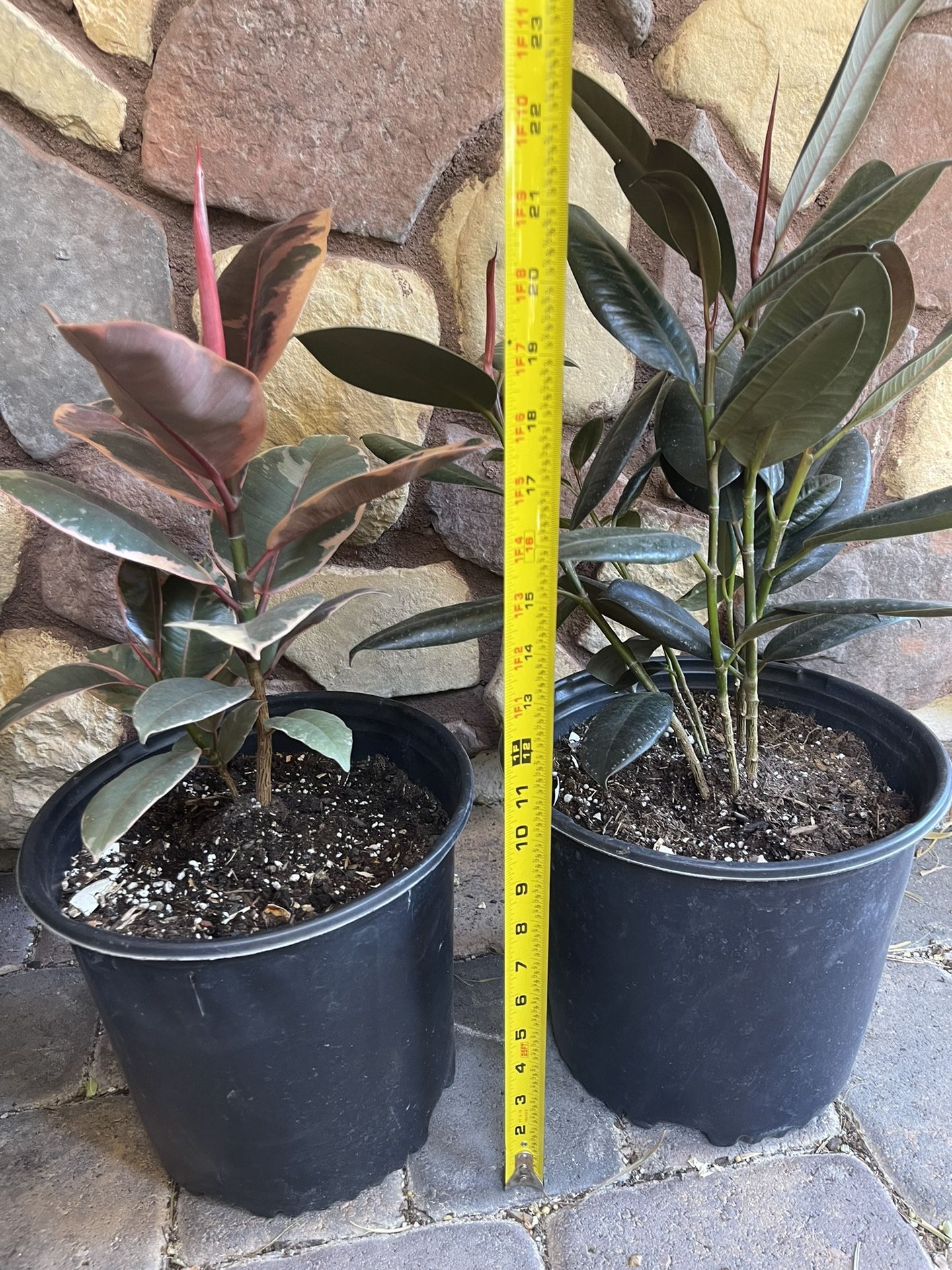 Ficus Burgundy Rubber Plant In 9” Pot