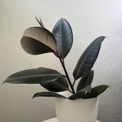 Beautiful Rubber Plant