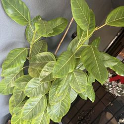 Ficus Altissima plant 