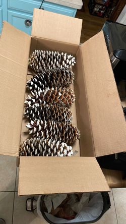 Very Large Frosted Pine Come Decorations