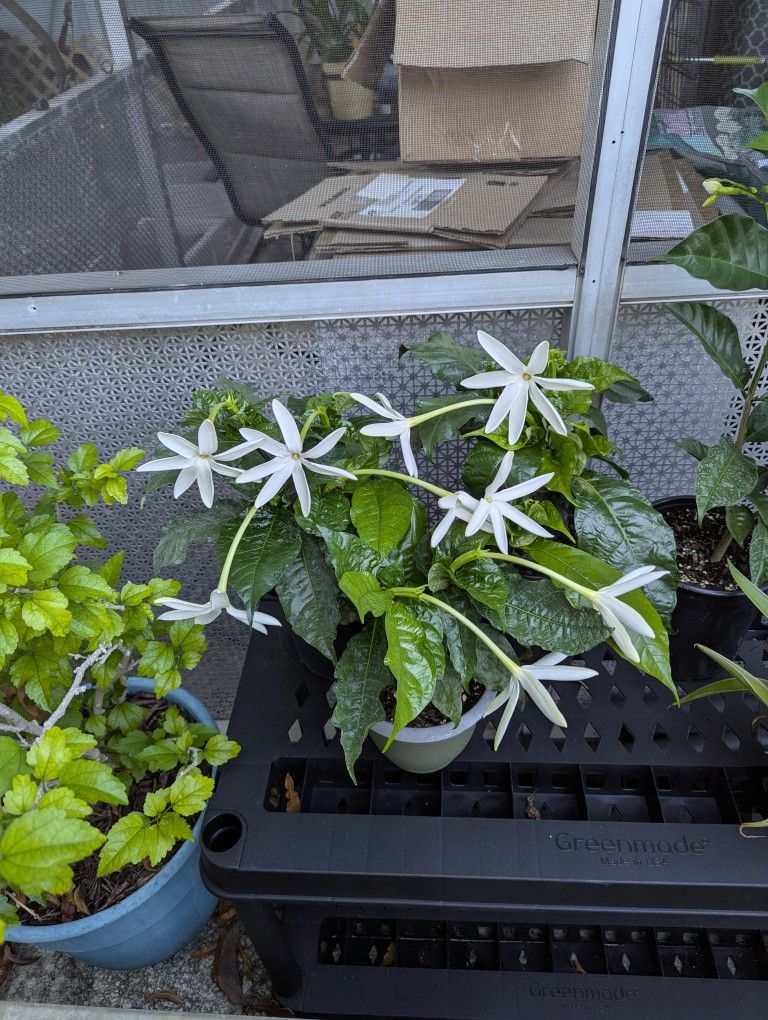 RARE Gardenia Nítida, Smell Divine, 4 Inch Pot. Hialeah 33014