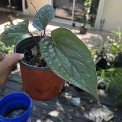 Anthurium X Radicans