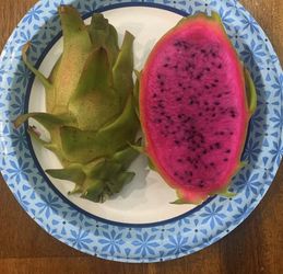 Dragon Fruit Cuttings