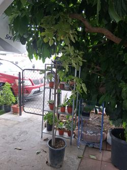 Fig tree