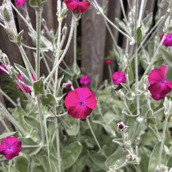 Rose Campion