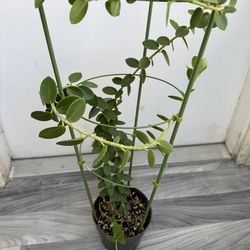 Hoya cumingiana plant