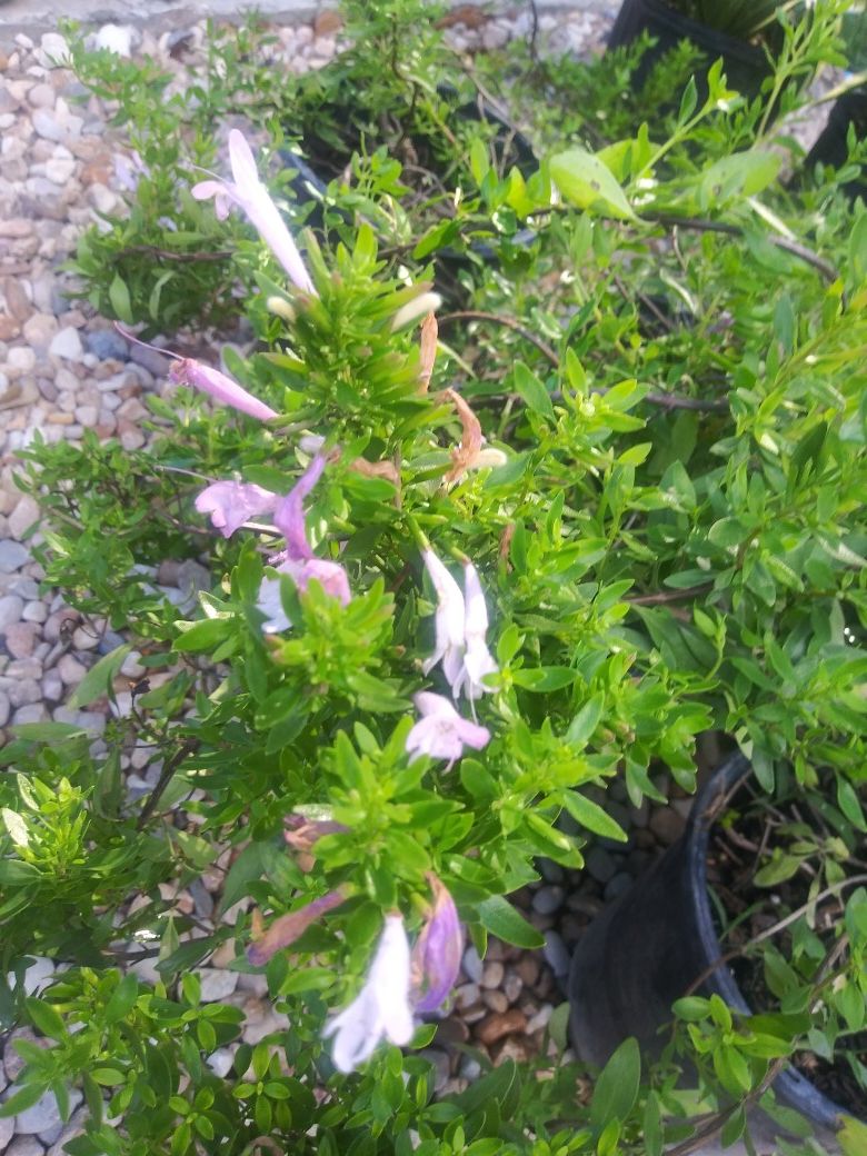 Mexican oregano