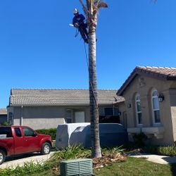 Palm Tree