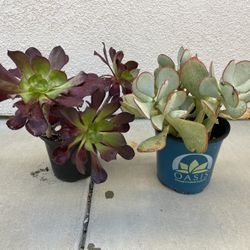 Succulent Plants 1 Gal Pot -  2 For $10