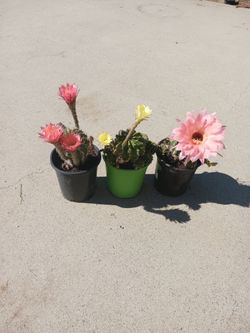 Cactus diferentes colores