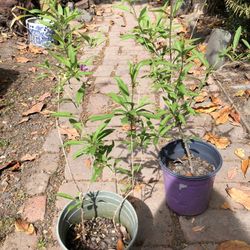 Goji berry plant $10