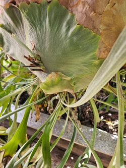 Stagehorn fern