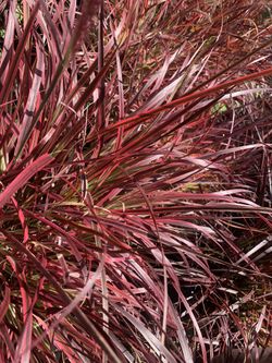 Fountain Grass Special