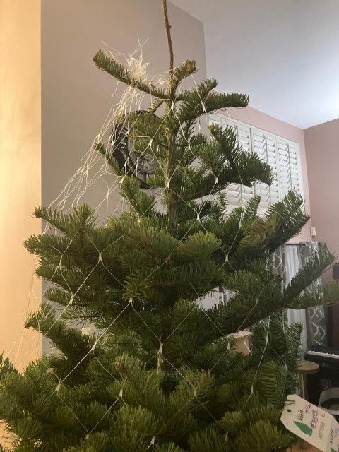 Noble Fir CHRISTMAS TREE !! FOR SALE 250 OBO