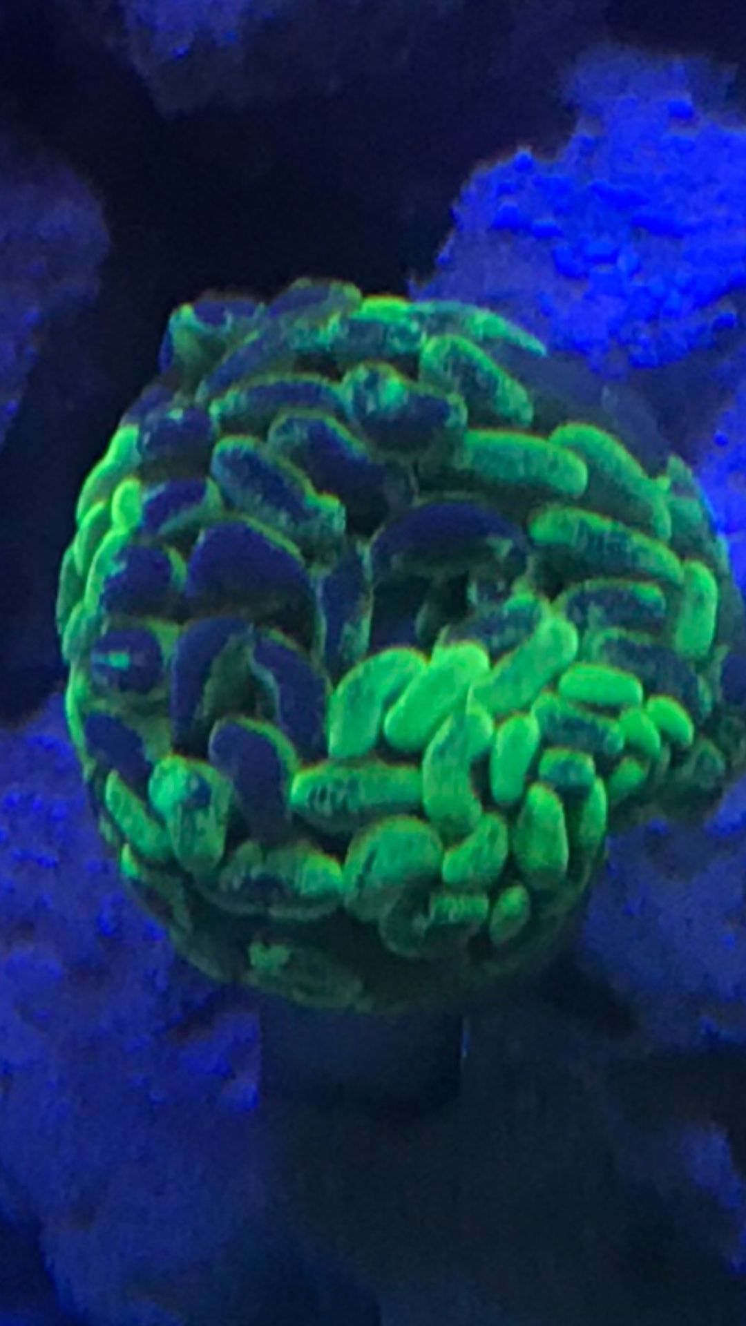 Toxic Green Branching Hammer Coral Neon