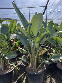 Strelitzia Nicholai Giant Bird of paradise