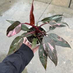 4” Pink Princess Philodendron 