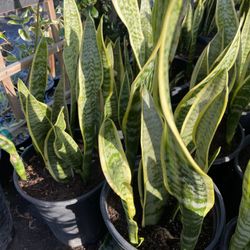 Snake Plant 