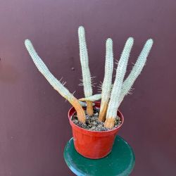 6” variegated corn cob plant 