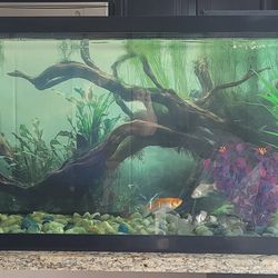 55 gallon aquarium