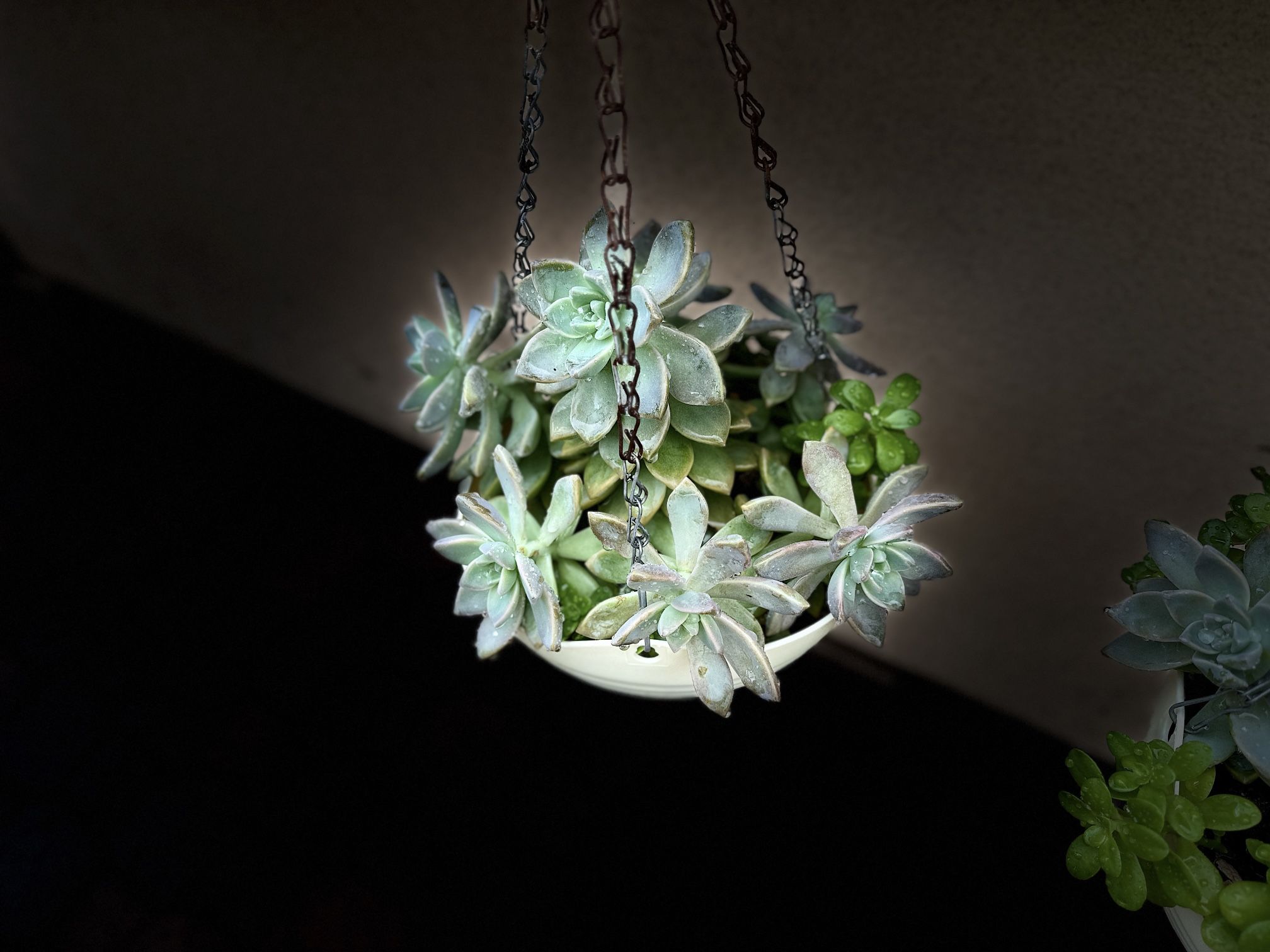 Succulents $8