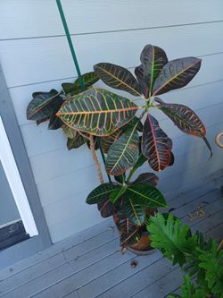Croton plant