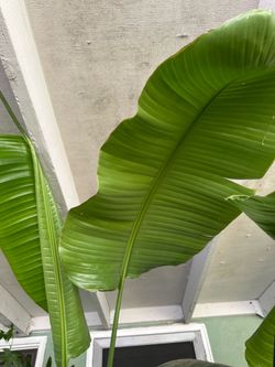Giant bird of paradise plant