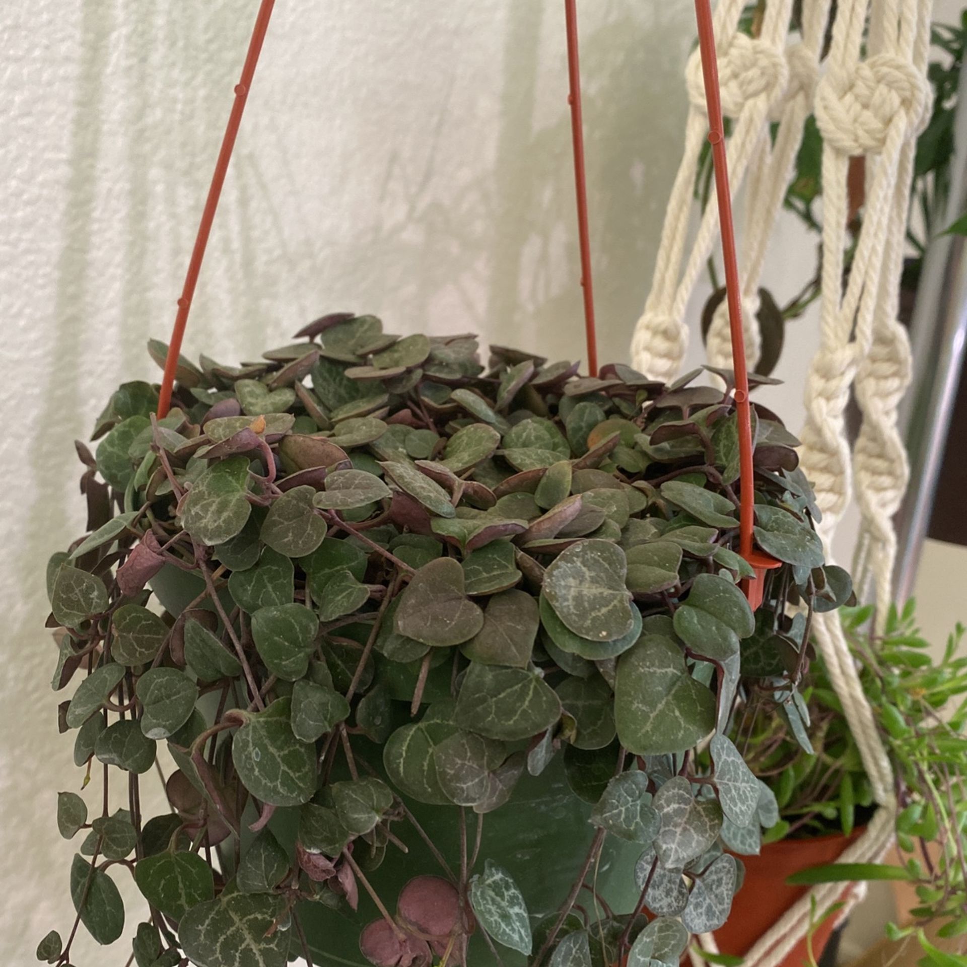 String of Heart for Sale in Phoenix, AZ OfferUp