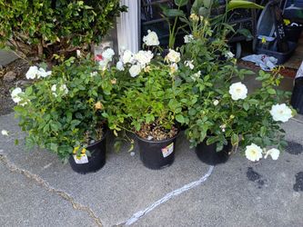 6 'Iceberg' Rose Bushes (NEED GONE)