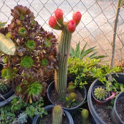 Cactus Color Naranja Planteo de 5 galones M   Omenos 2 P de Alto Tiene 3 bebés 