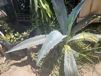 Blue agave