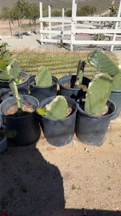 Nopales