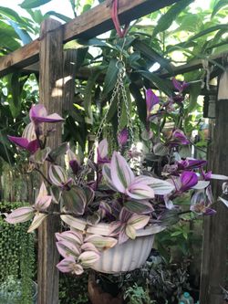 Tradescantia/ Zebra Plant