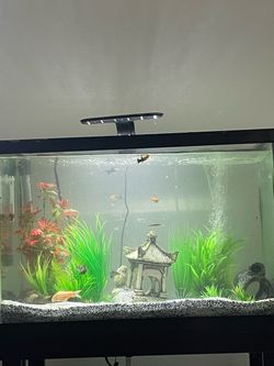 Fish Tank with Stand