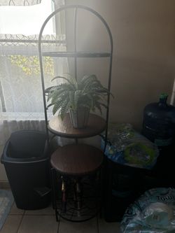 Wine Rack Plant Included